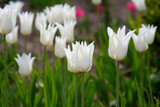 beautiful white tulips with leaves. Background for greeting card.