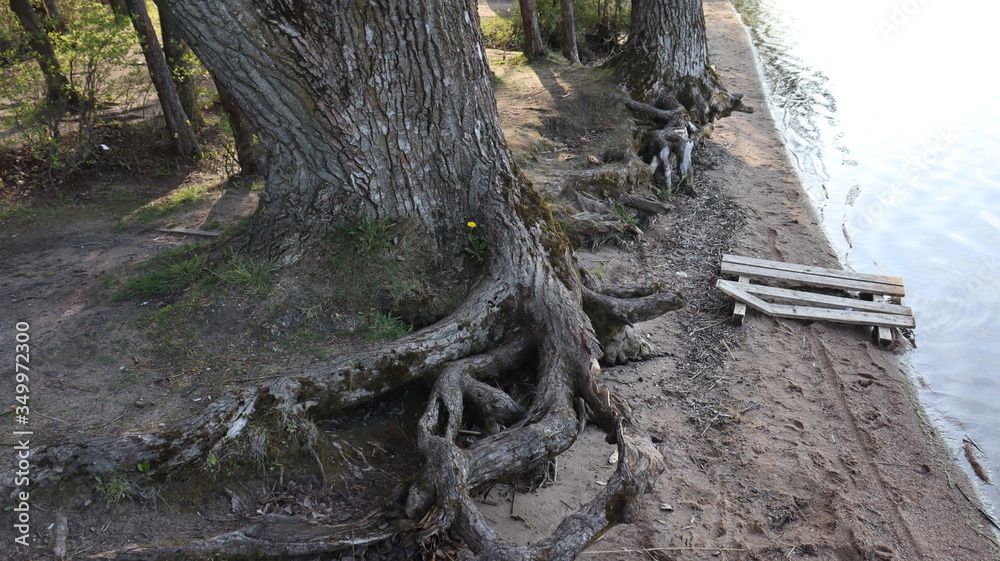 unique tree snag in magic shape unique tree snag in magic shape