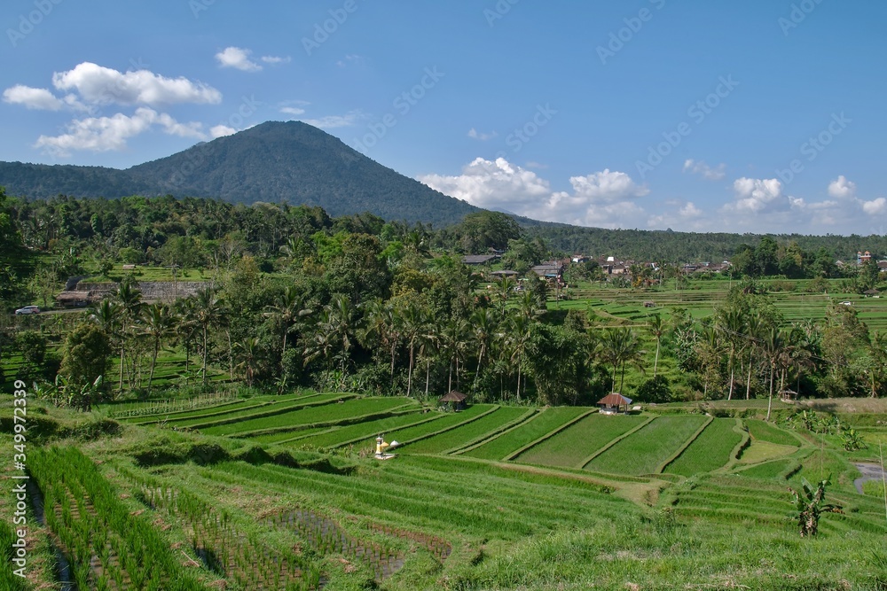 Rice Garden Jatiluwih (Rice Terrace) on Bali Island.