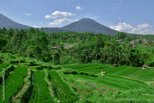 Rice Garden Jatiluwih (Rice Terrace) on Bali Island.
