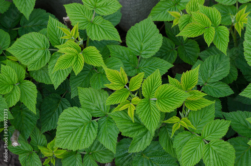 background of raspberry leaves. young raspberry bush