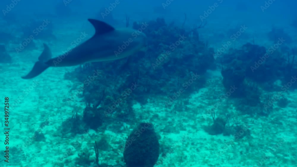 Dolphins swimming over ocean floor in blue sea, Cetacea moving underwater - Montego Bay, Jamaica