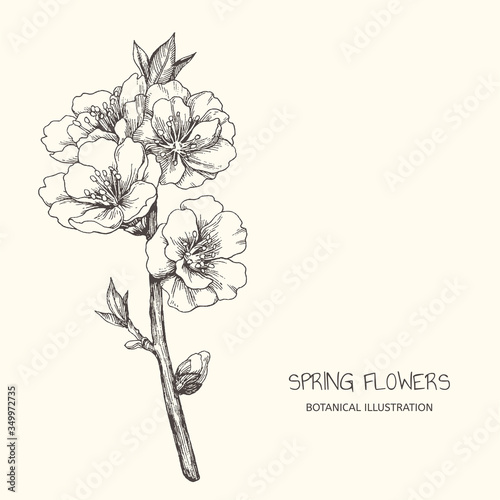 Vector vintage illustration with almond blossom in engraving style. Botanical hand drawn blooming apple branch isolated on white. Floral sketch