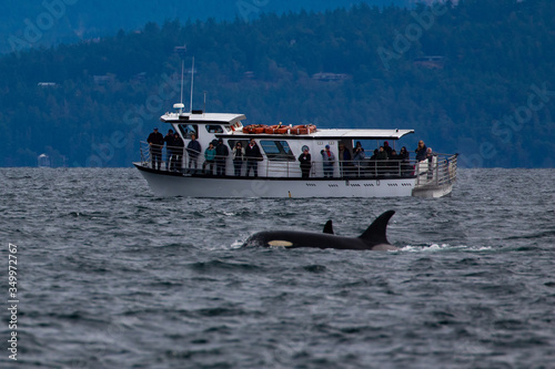 Whale Watching Tour, Orca, Free Willy, Canada