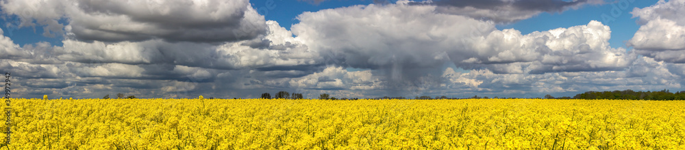 
storm clouds over a yellow rape field
