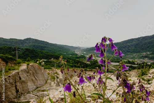 Bell flower