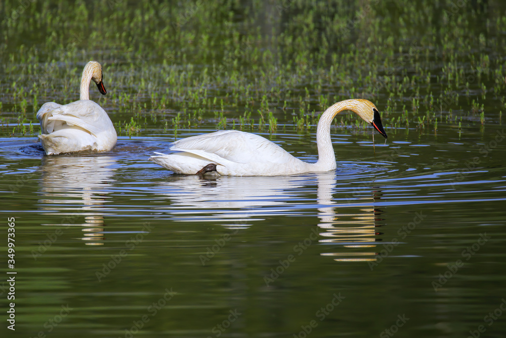 Fototapeta premium Trumpeter swans in Yellowstone National Park, Wyoming