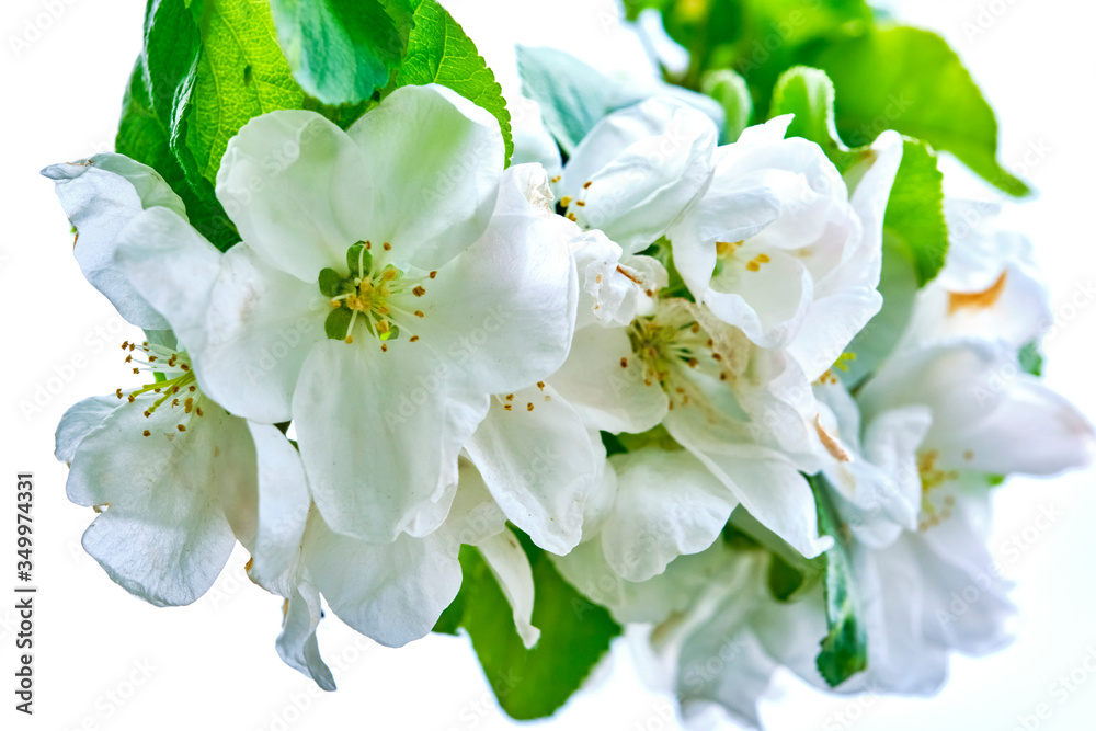 Fototapeta premium Apple blossoms on a branch macro color