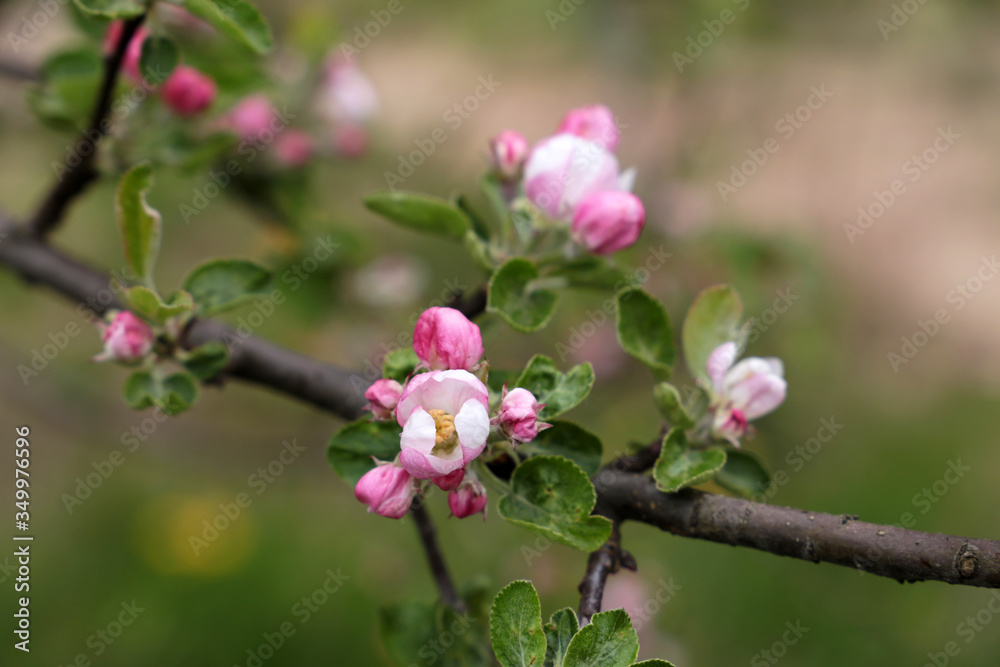 Apple blossom in spring garden, selective focus. White and pink flowers and buds on a branch
