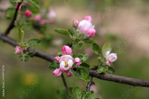 Apple blossom in spring garden, selective focus. White and pink flowers and buds on a branch