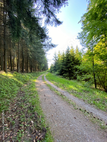 Der Weg ist das Ziel - Wald