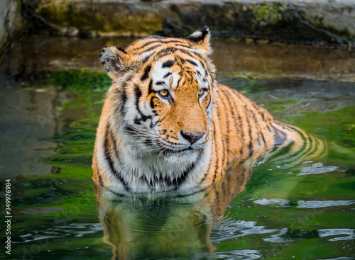 Panthera tigris altaica  siberian tiger  in water  close up