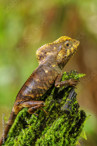 Female smooth helmeted iguana (Corytophanes cristatus) sitting on a stump