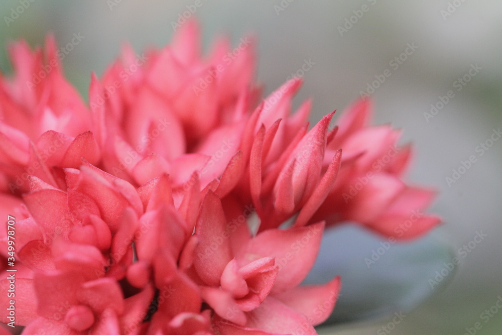 The beautiful red flowers