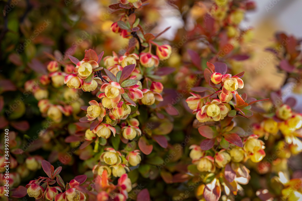 Beautiful yellow small flowers of Berberis Thunbergii Atropurpurea on branches. Spring blooming of barberry. Beautiful yellow small flowers of Berberis Thunbergii Atropurpurea on branches. Spring blooming of barberry.