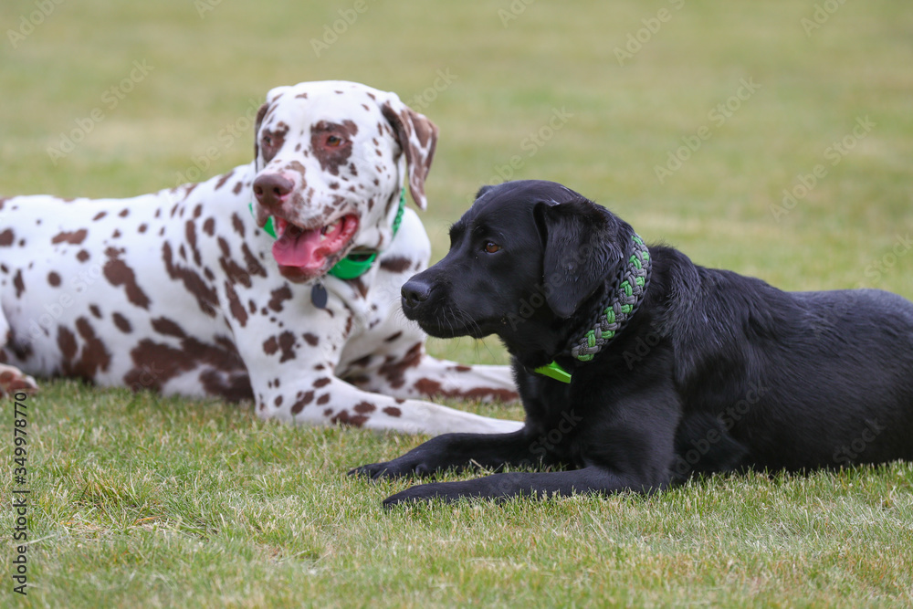 Labrador und Dalmatiner spielen im Garten Labrador und Dalmatiner spielen im Garten