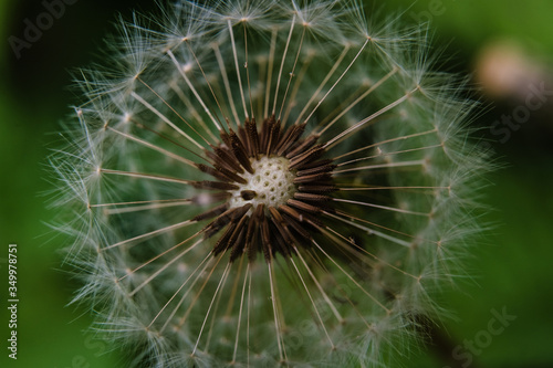 MACRO dandelion seed head 