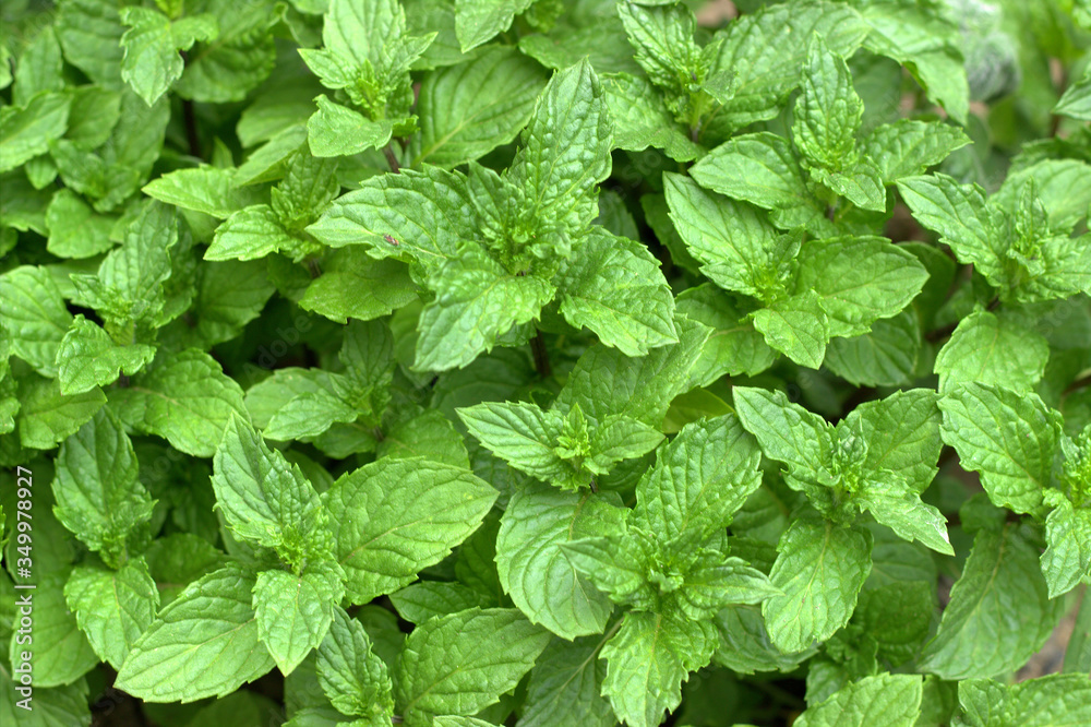 Top mojito mint leaves closeup. View from above Top mojito mint leaves closeup. View from above