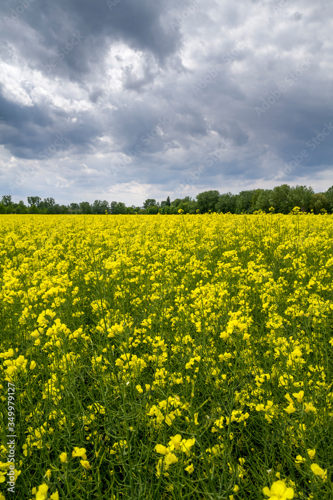 Rapeseed field