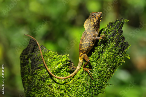 Female smooth helmeted iguana (Corytophanes cristatus) sitting on a stump photo