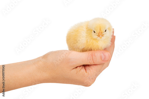 yellow chicken in the palm