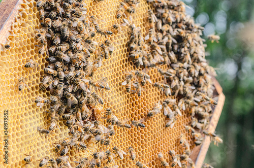 honey bees on honeycomb in apiary in summertime	