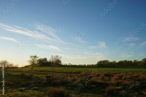 landscape with trees and blue sky