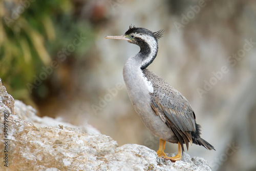 Canvas Print Spotted shag at Taiaroa Head, Otago Peninsula, New Zealand
