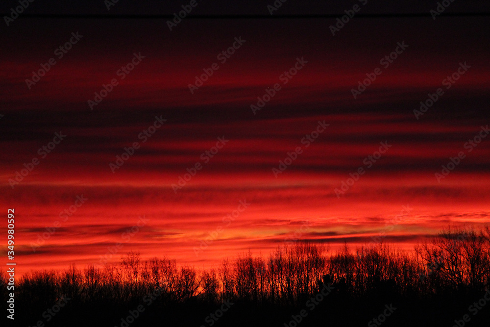 Fototapeta premium Red Sunrise with Tree Silhouettes 