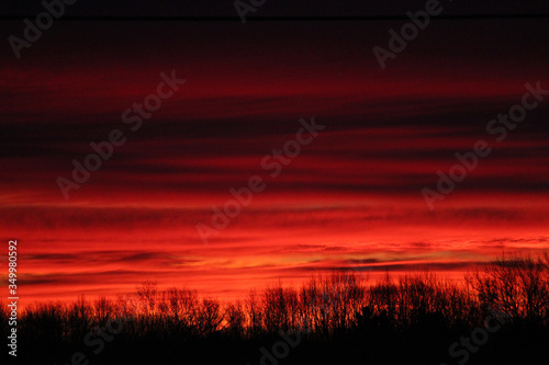 Red Sunrise with Tree Silhouettes 