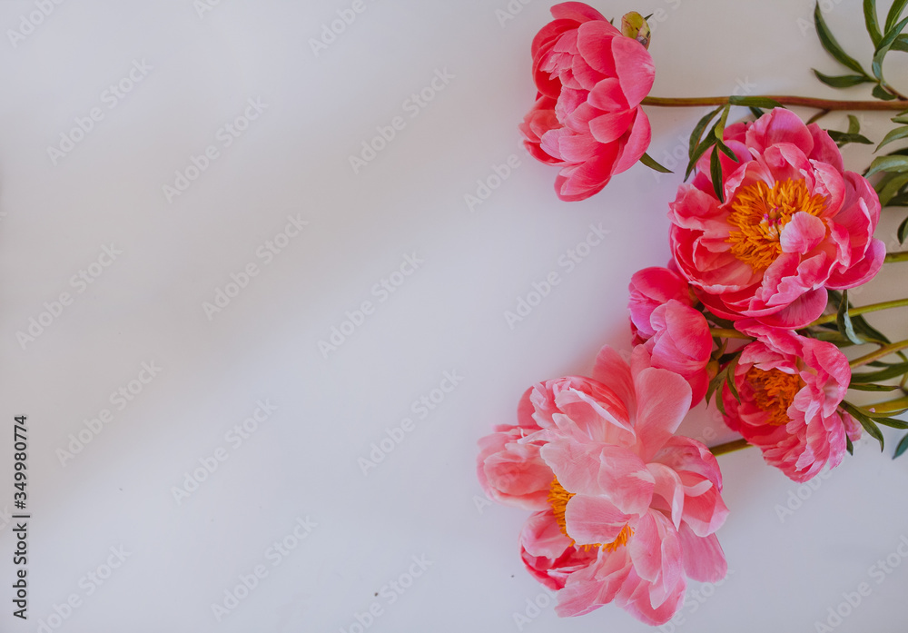 Beautiful pink peony flowers on white table with copy space for your text top view and flat lay style Beautiful pink peony flowers on white table with copy space for your text top view and flat lay style