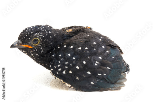 A young plaintive cuckoo bird (Cacomantis merulinus) isolated on white background photo