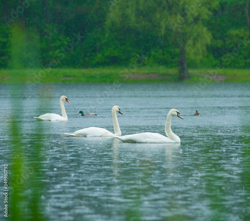 
wild white swans and wild ducks swim in the forest lake in the rain