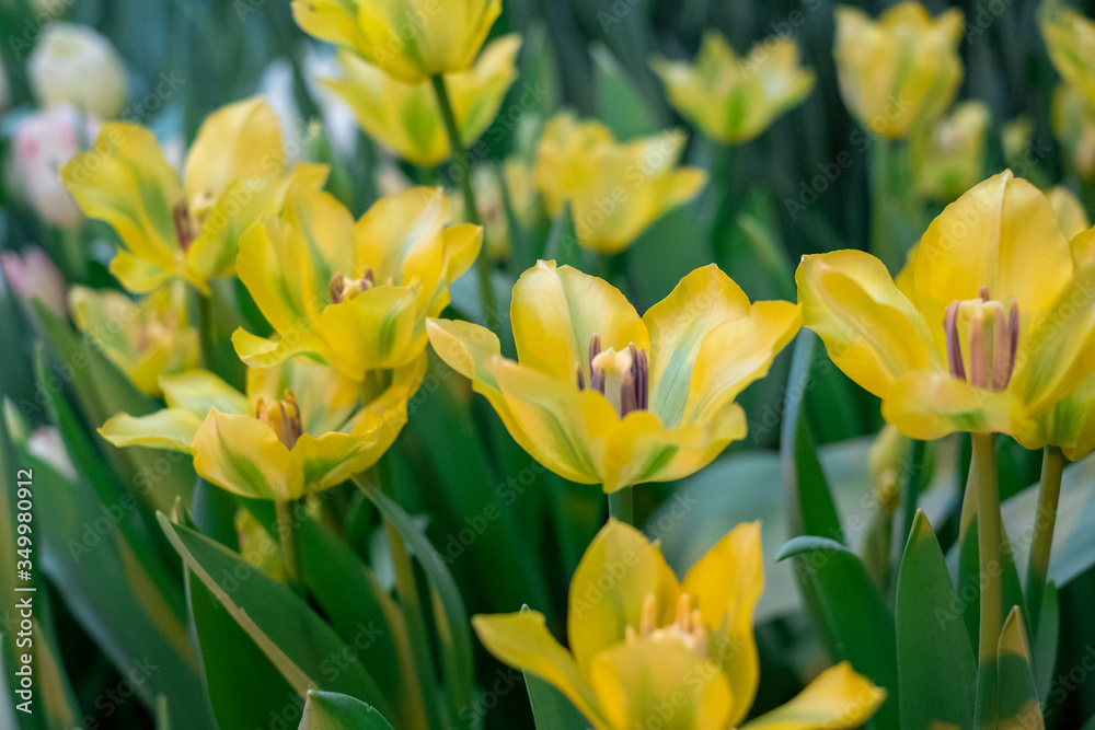 Spring Flowers bunch. Beautiful yellow Tulips with selective focus. Spring Flowers bunch. Beautiful yellow Tulips with selective focus.