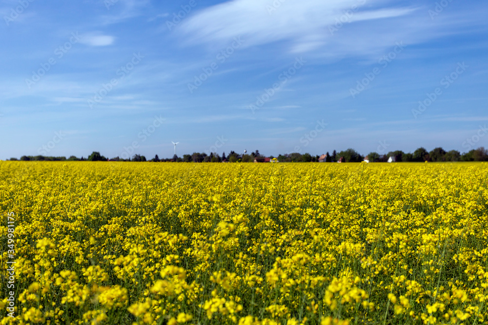Rapeseed field on a sunny day
