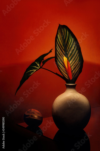 Dhanmondi, Dhaka, Bangladesh – June 15, 1992 – Abstract, Still Life, portrait photo of a heliconia rostrate flower, wrapped by a green leaf arranged in a flower vase against a red and black background photo