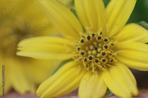 The Beautiful Yellow Flowers