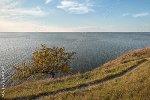 Lonely tree with leaves on the cliff in front of sea during autumn with faded leaves and grass. Visible pathway on the shore.