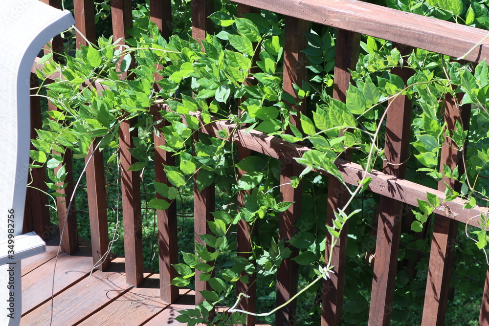 wooden fence and green plants