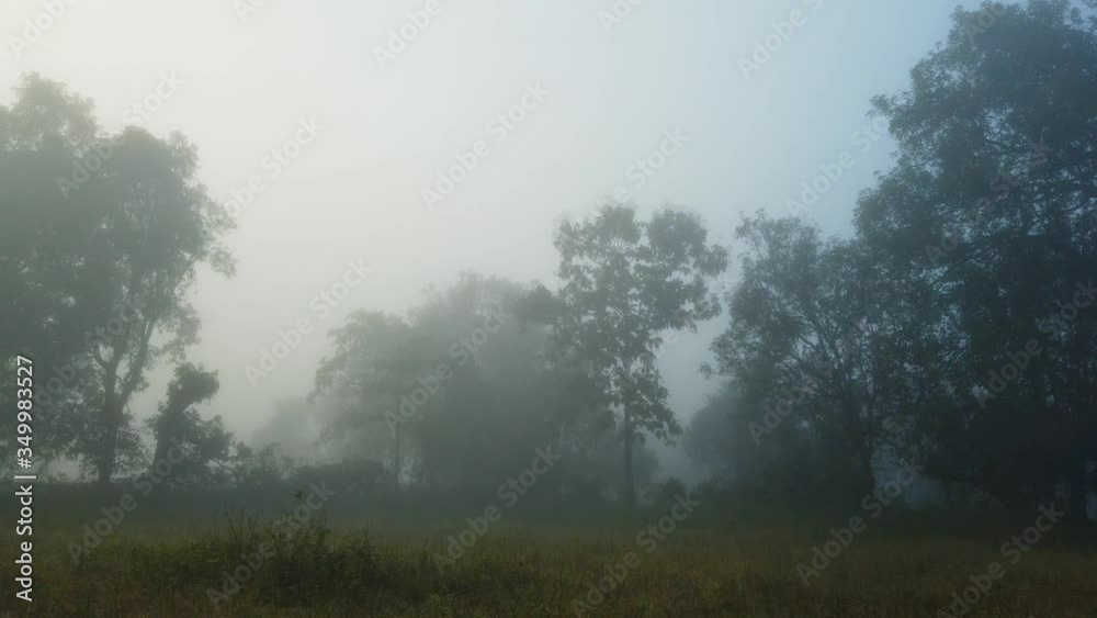 Early Morning Fog in the forest Early Morning Fog in the forest