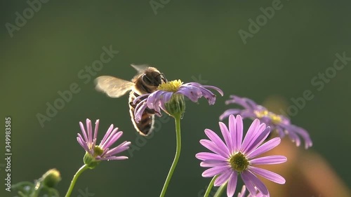 Bee, Fly on Purple Flowers