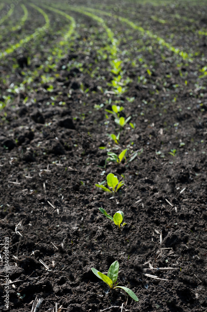 rows of young shoots of sugar beet at spring time rows of young shoots of sugar beet at spring time