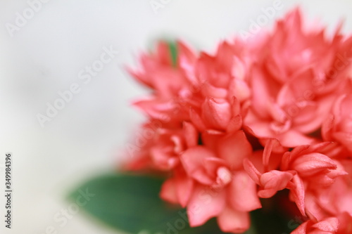 The beautiful flowers