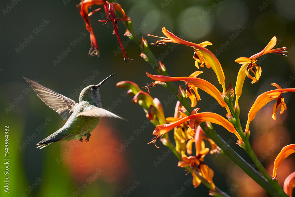 Hummingbird Green and Reddish Brown flying and feeding on Lucifer flowers. Different wing positions and body positions. Looking Camera Right and Left. Hummingbird Green and Reddish Brown flying and feeding on Lucifer flowers. Different wing positions and body positions. Looking Camera Right and Left.