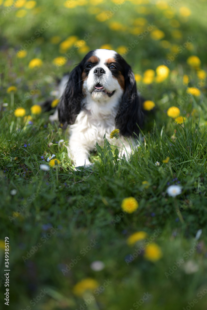 Cavalier King Charles Puppy On Grass