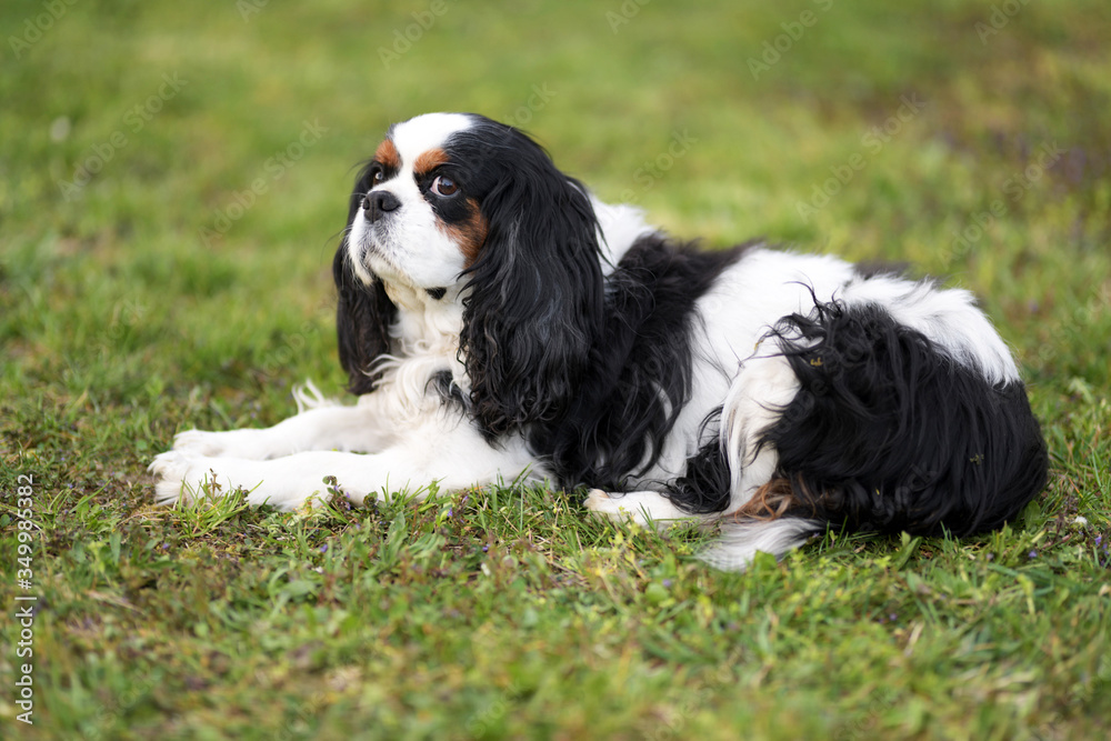 Cavalier King Charles Puppy On Grass