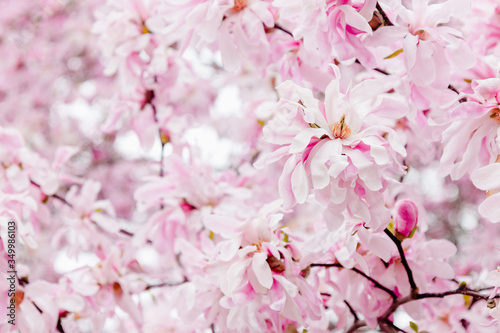 Delicate pink magnolia flowers © Studio Light & Shade