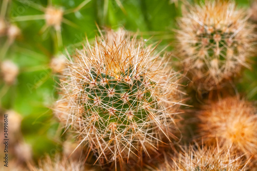 Close up of globe shaped cactus with long thorns. Closeup green cactus with texture brown spiny needles