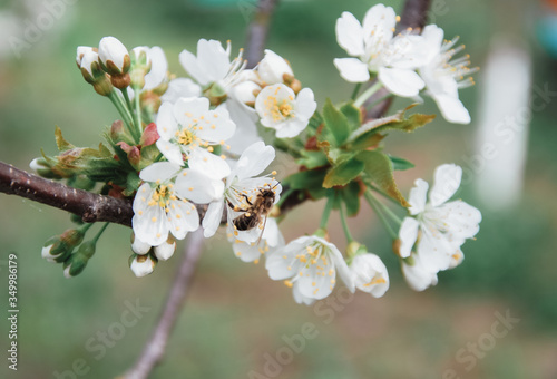 A bee collects nectar on a branch of a flowering tree. Pollination of flowers.