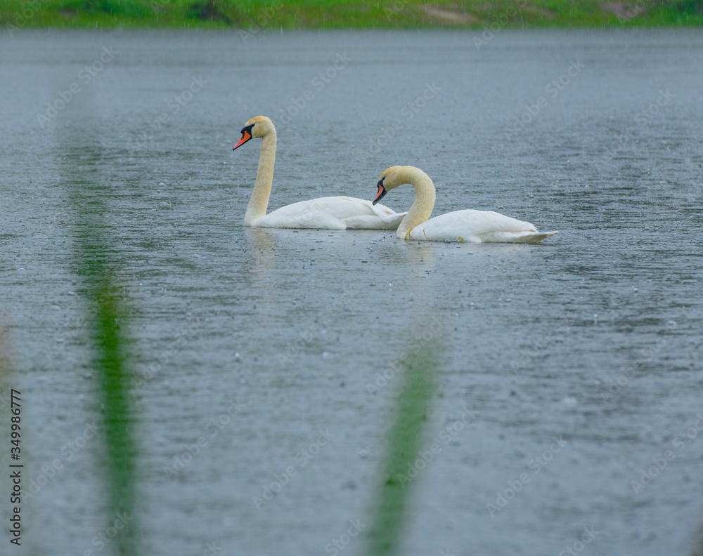 family, lovers, together, tenderness, symbol, togetherness, pair, nature, wildlife, forest, pond, love, lake, water, tranquil, swan, reflection, natural, day, white, beautiful, beauty, couple, wild, c